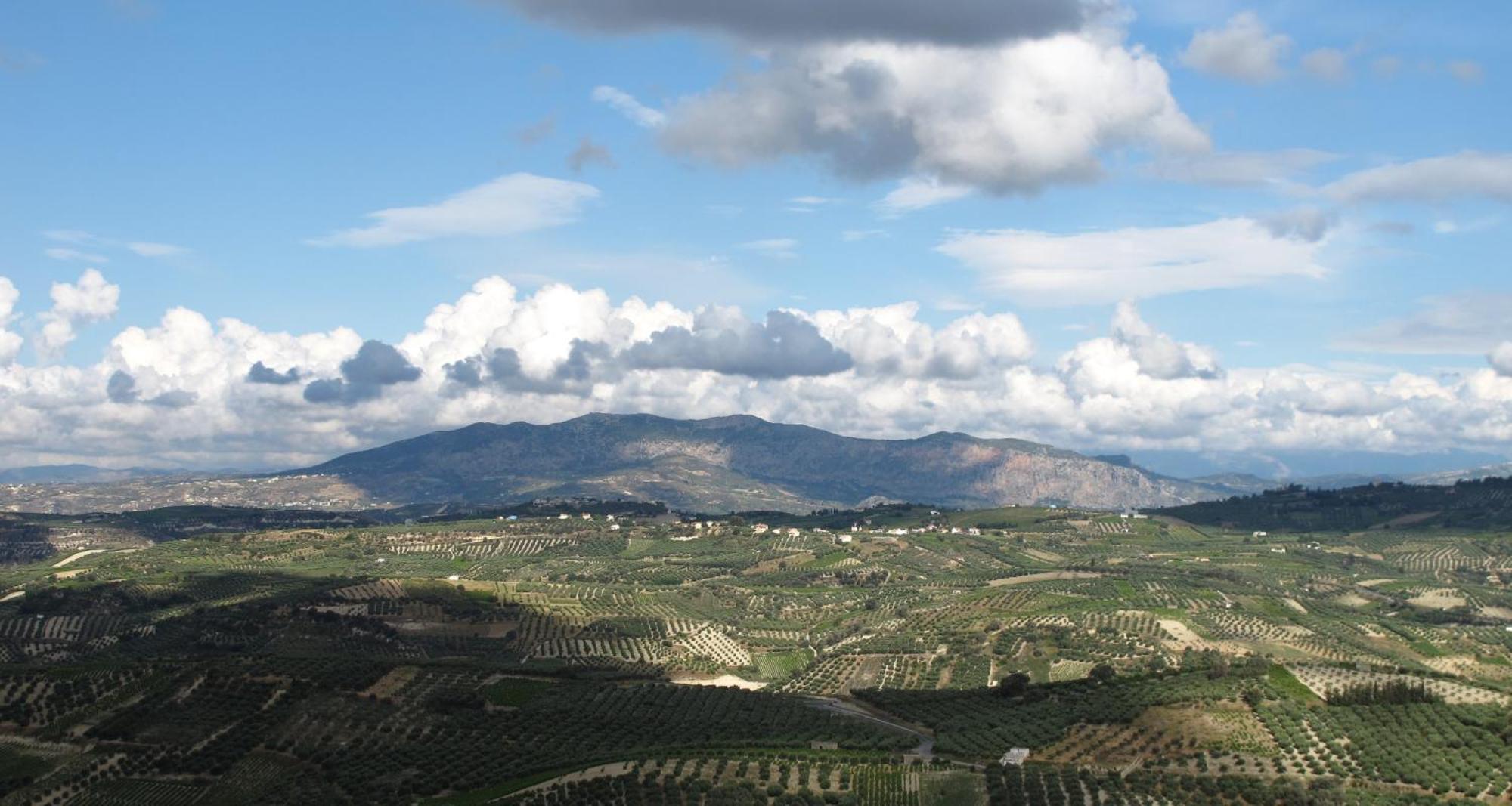 Panoramic View In Olivegroves